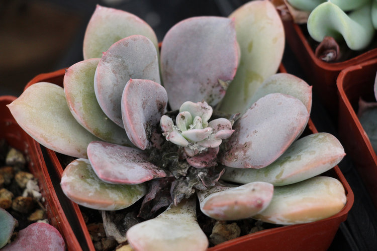 Graptoveria ‘Debbie’ infested with Mealy Bugs